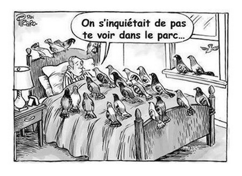 Les pigeons.jpg